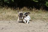 BOULEDOGUE FRANCAIS 150